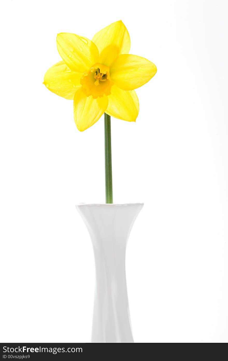 Yellow spring daffodils, isolated on white background