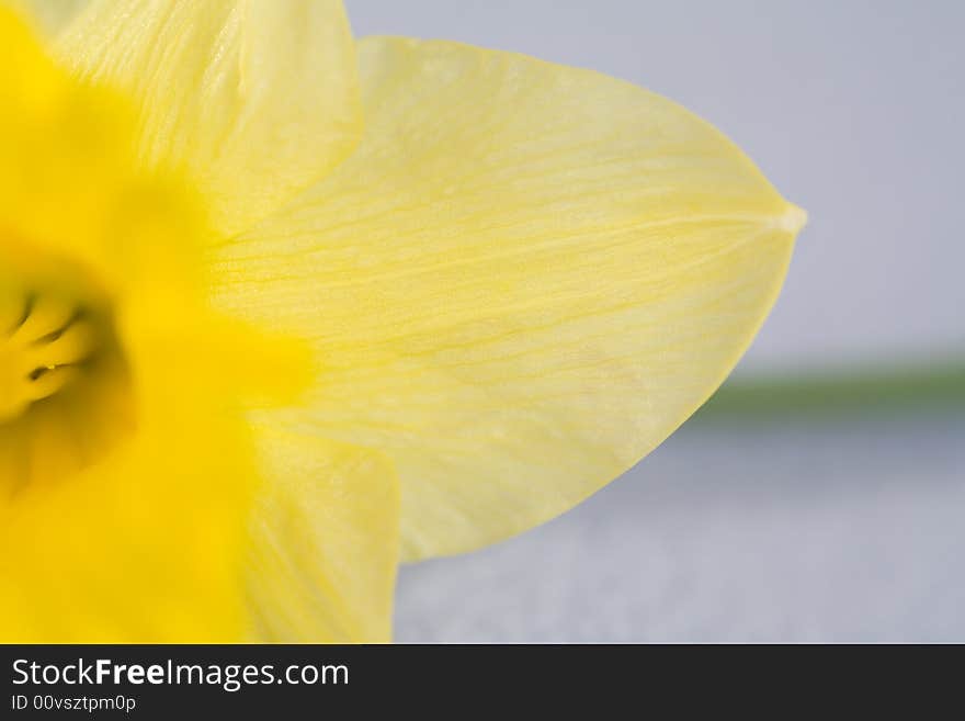 Yellow spring daffodils, isolated on blue background