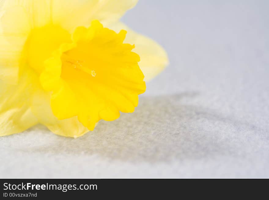 Yellow spring daffodils, isolated on blue background