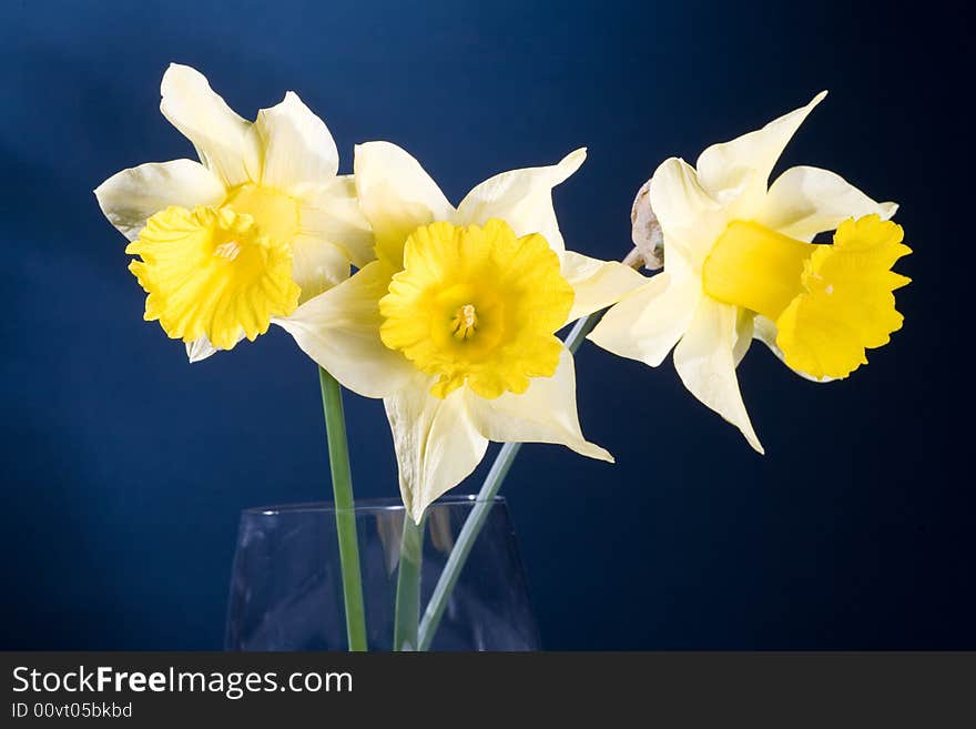 Bunch of yellow spring daffodils, isolated on blue background