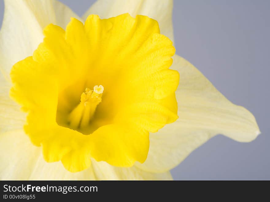 Yellow spring daffodils, isolated on blue background