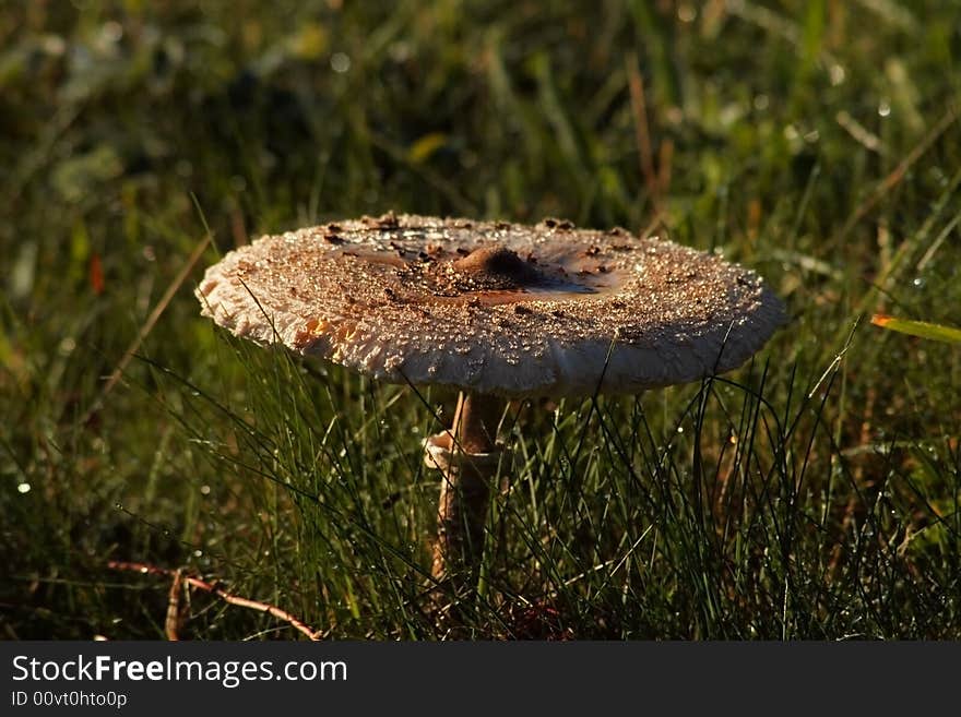 Mushroom in a meadow with dew