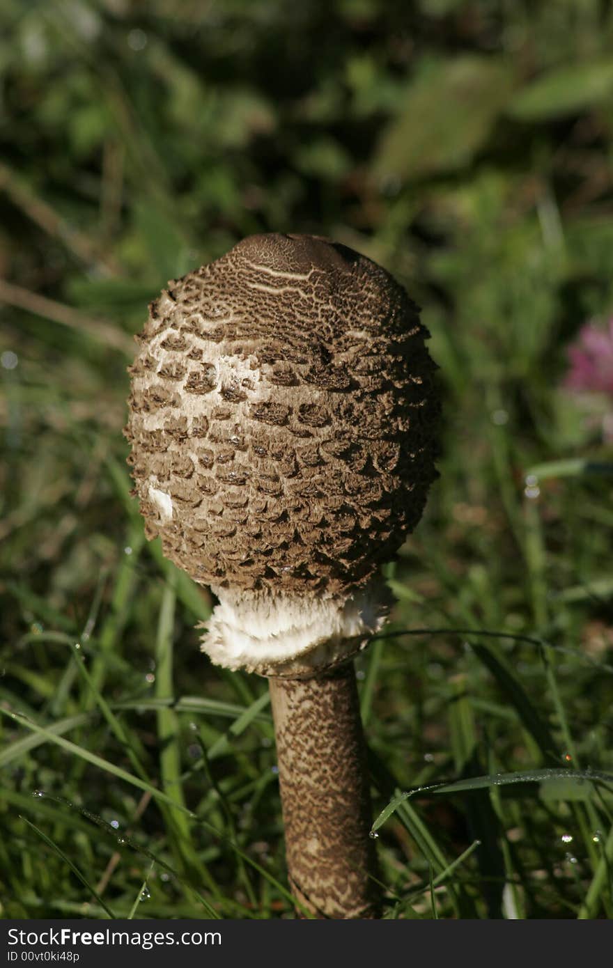 Mushroom in a meadow in the grass