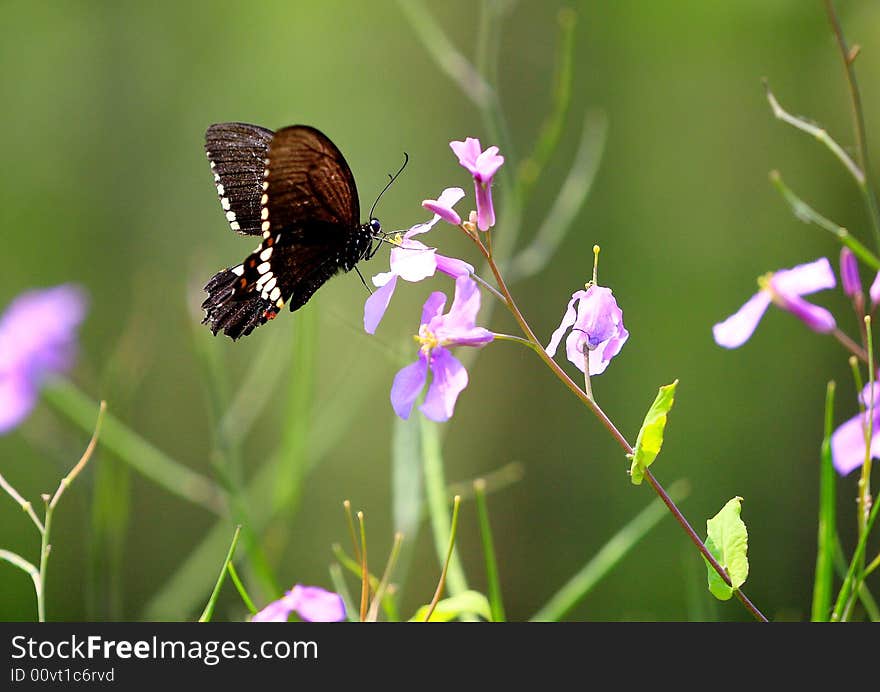 Butterfly perched on a flower.