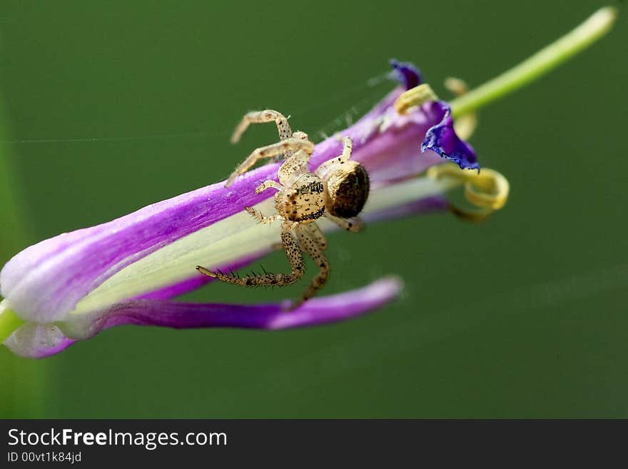 Small spider sitting on a flower. Small spider sitting on a flower