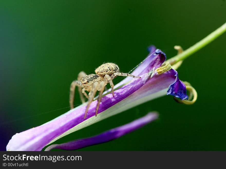 Spider on a flower