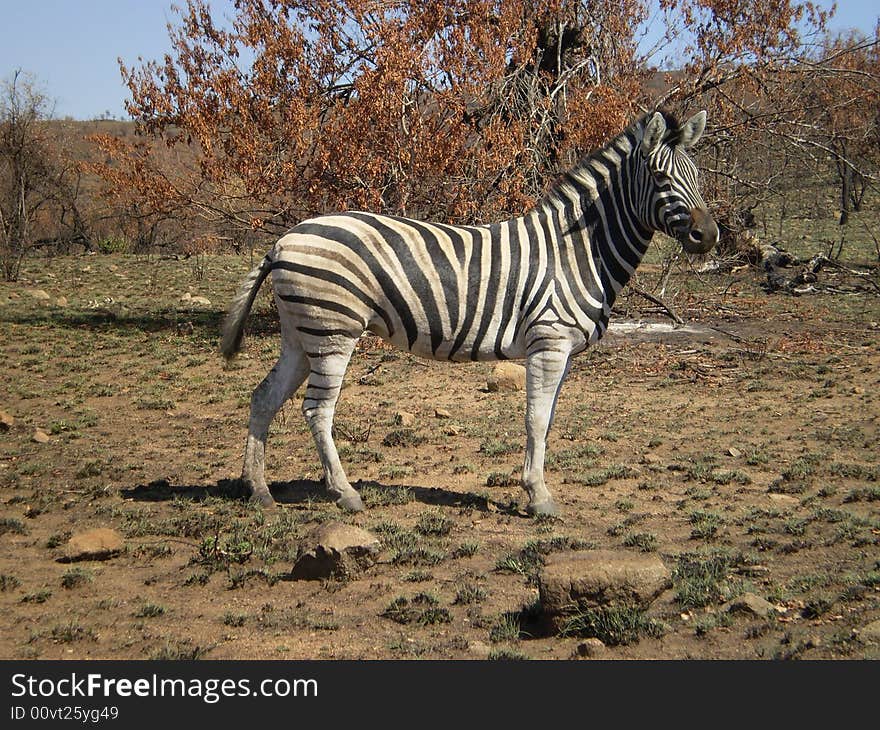 Zebra