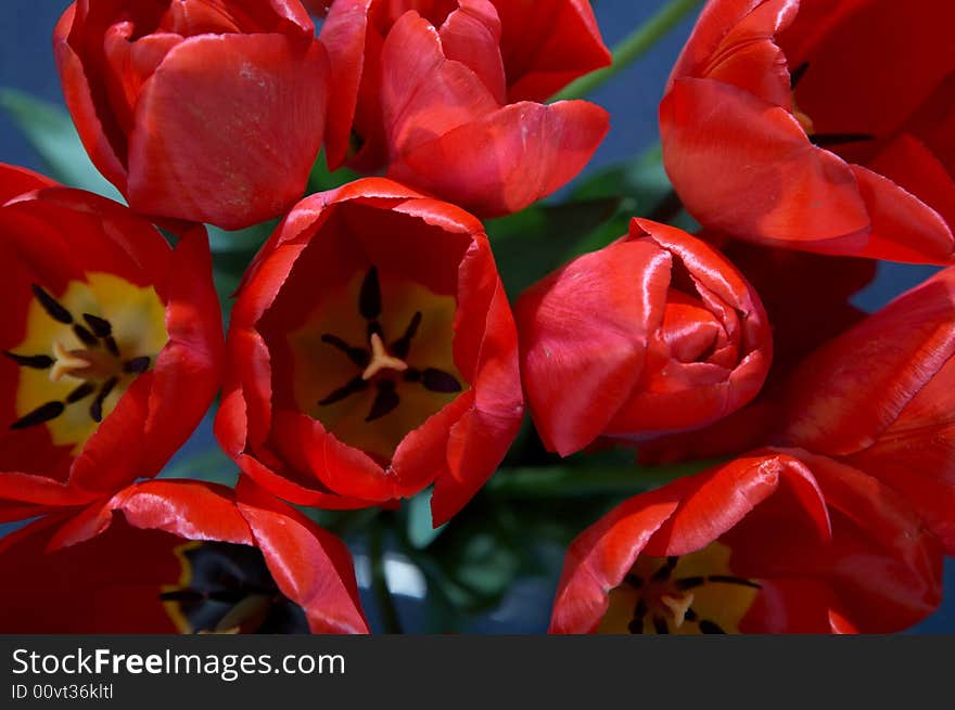 An image of red tulips