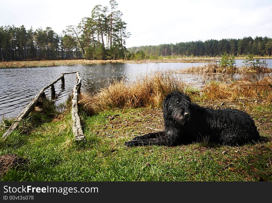 An image of black dog at lake