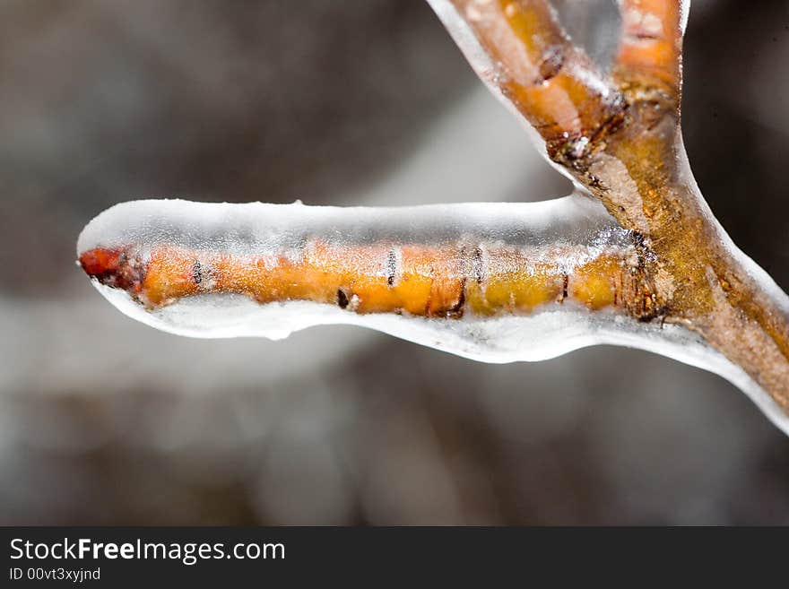 Brown branch covered with ice, close-up