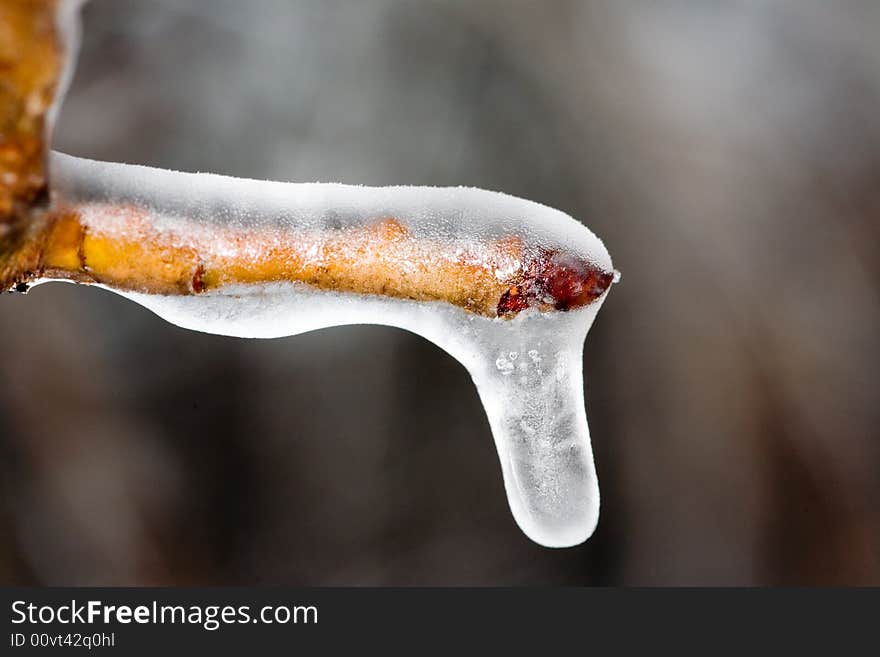 Brown Branch Covered With Ice