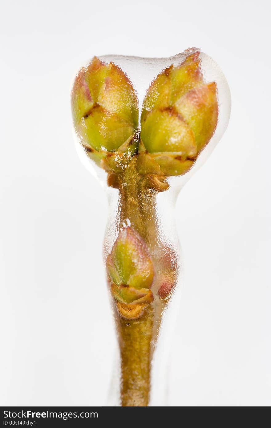 Bud Covered With Ice, Isolated