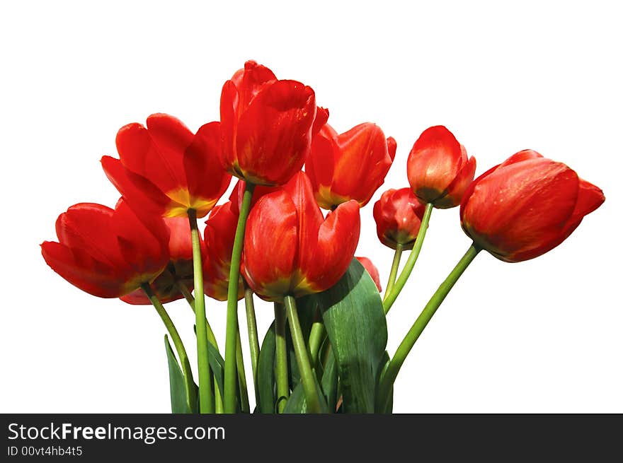 Tulips