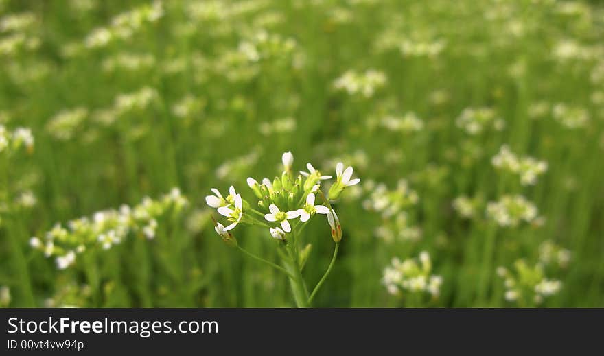 Spring flowers