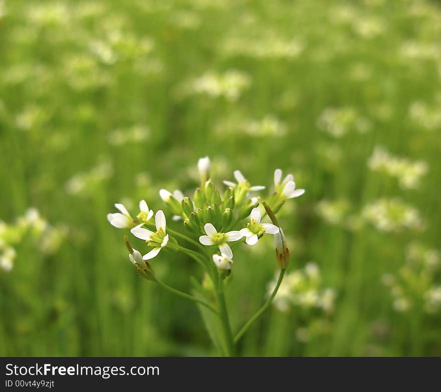 Spring flowers