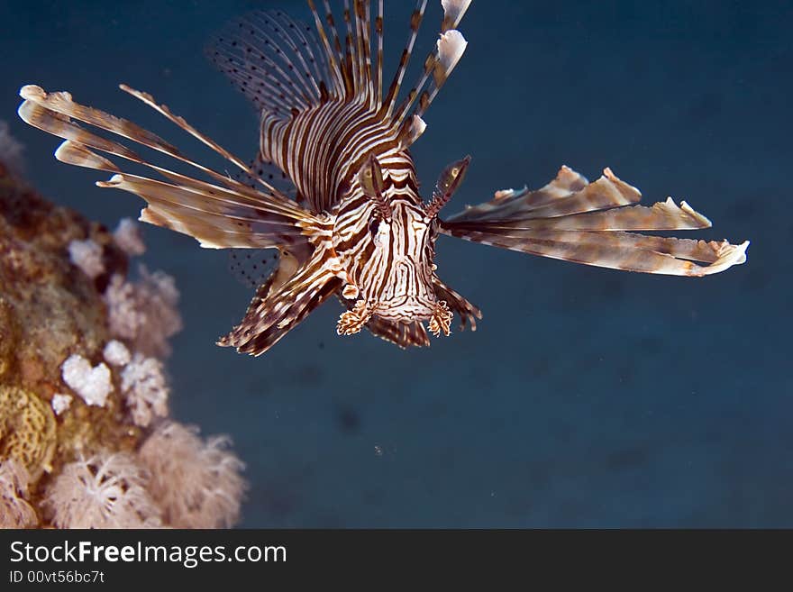 Common lionfish (pterois miles) taken in ras ghozlani