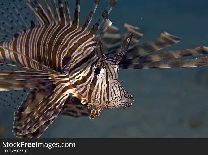 Common Lionfish (pterois Miles)