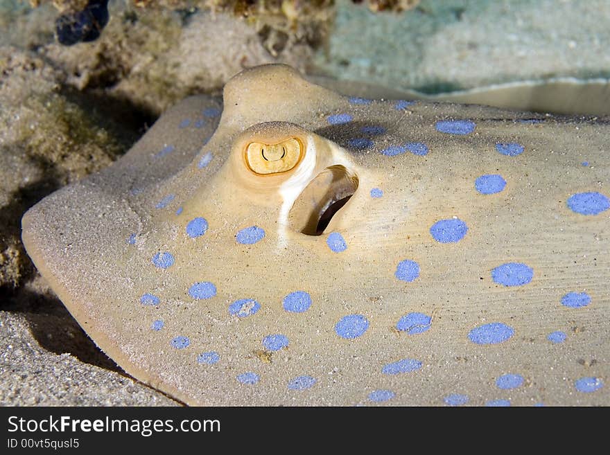 Bluespotted stingray (taeniura lymma) at sofitel reef