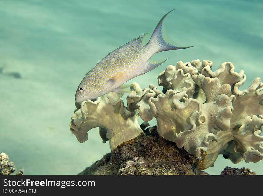 Lyretail grouper (variola louti) taken in Na'ama Bay.