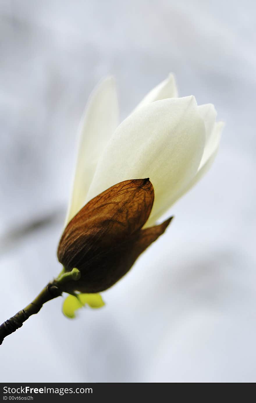 Magnolia