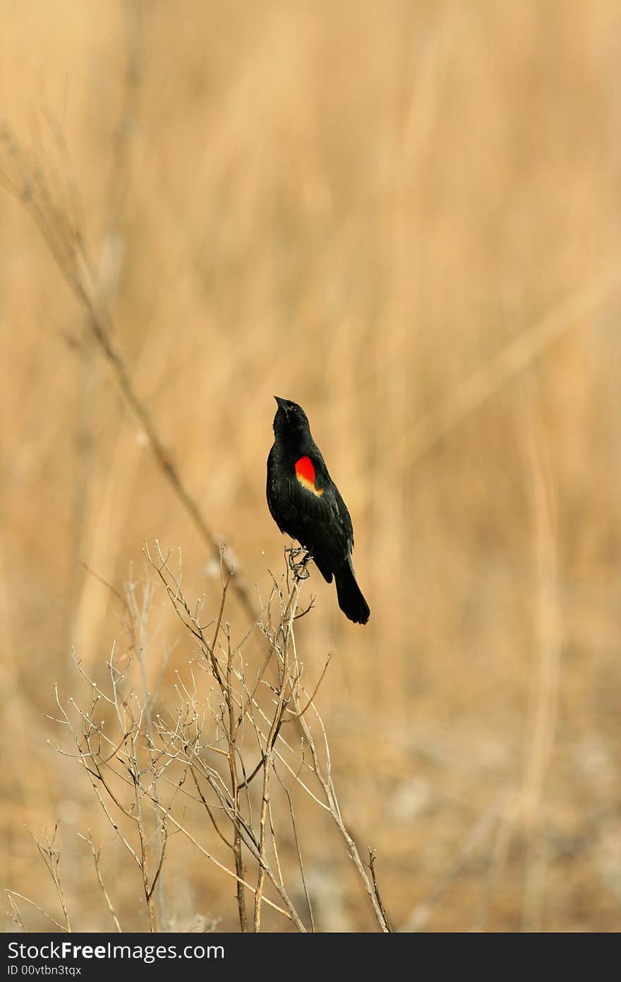 Red-winged blackbird