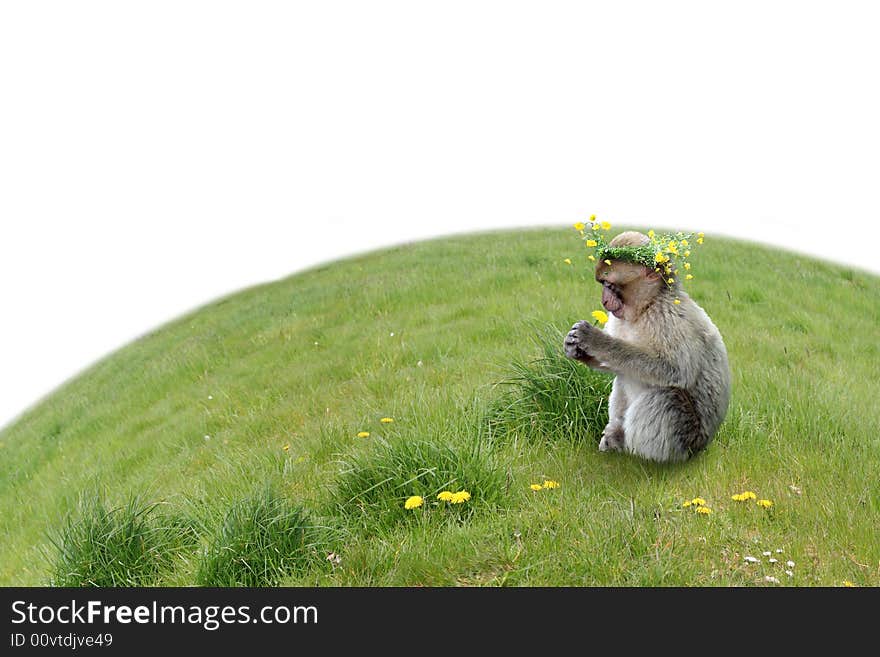 Monkey with a dandelion on a grass. isolated. Monkey with a dandelion on a grass. isolated