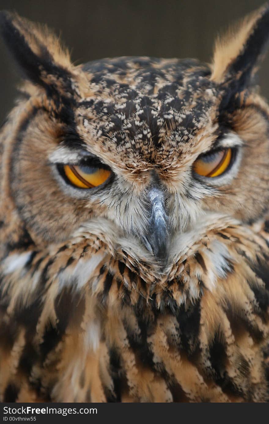 An owl is opening its eyes after it closed them.Its eyes seemed magic and mystic. An owl is opening its eyes after it closed them.Its eyes seemed magic and mystic.