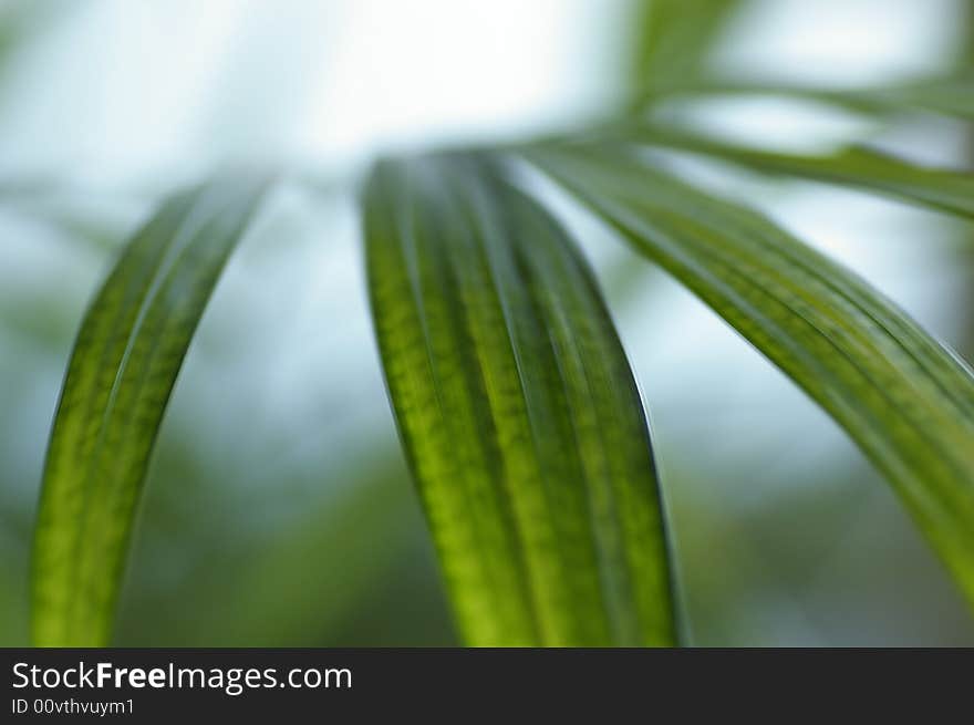 The leaves are green and beautiful, and have a radial form.