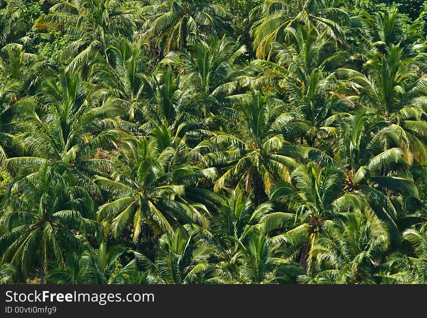 Texture of palm trees full on view