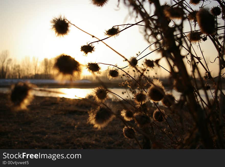 In winter, the plants had faded.