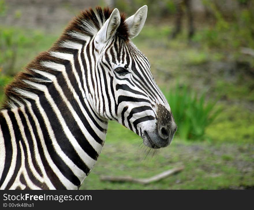 Zebra