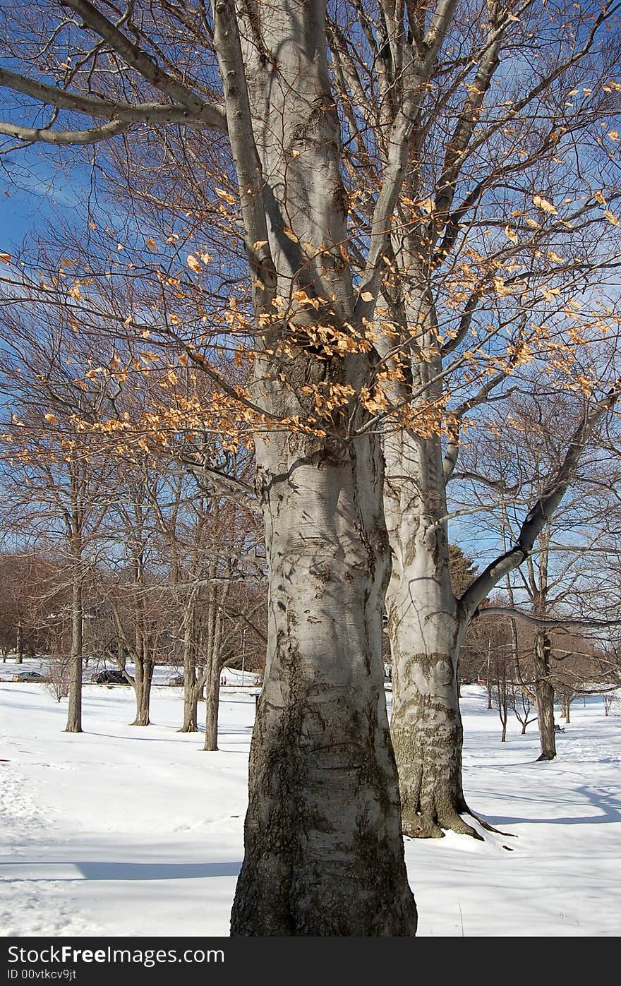 Institute Park in late February. (Worcester, MA). Institute Park in late February. (Worcester, MA)