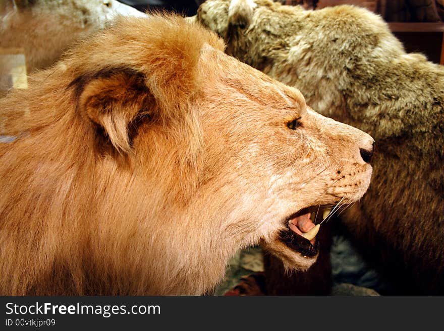 Close up image of a lion