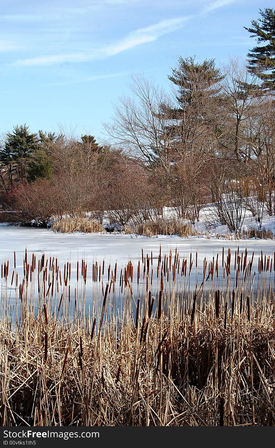 View of the pond and its surrounding vegetation at Institute Park. Late February in Worcester, MA.