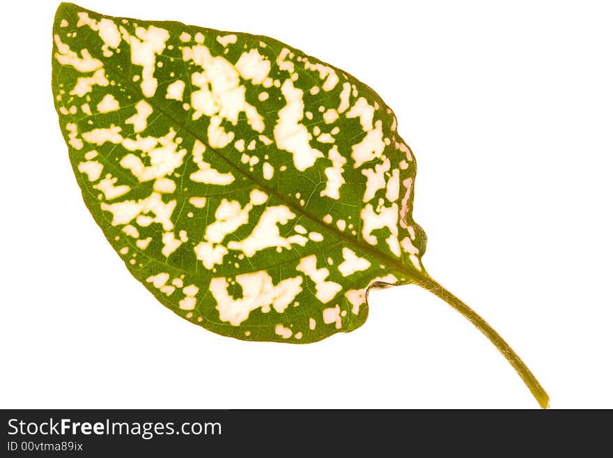 Close-up of  green-white leaf. Abstract background. Close-up of  green-white leaf. Abstract background.