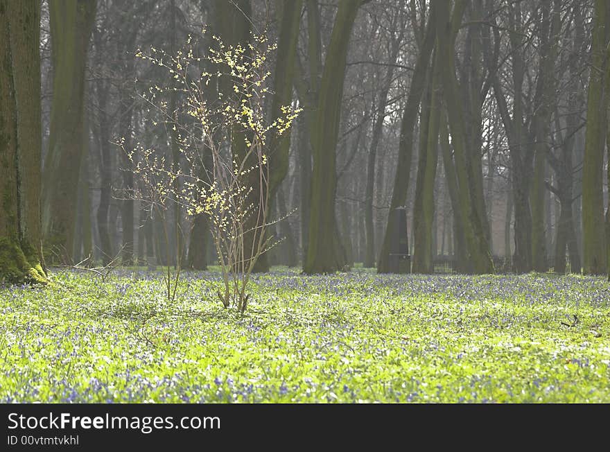 Sunny spring day in the forest.