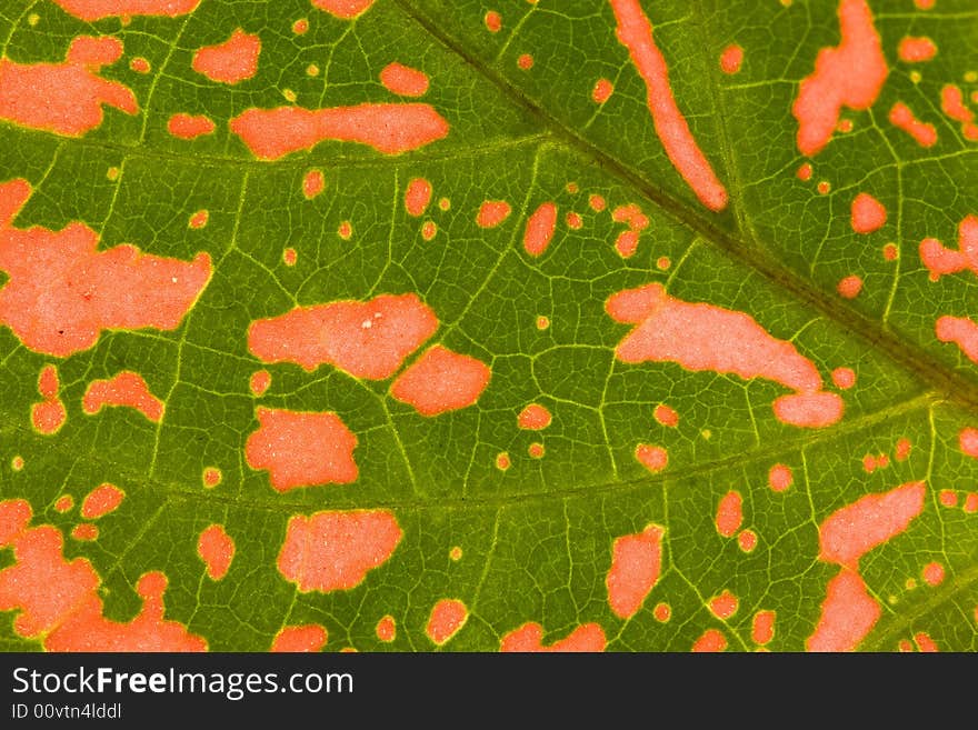 Close-up of  green-red leaf. Abstract background. Close-up of  green-red leaf. Abstract background.