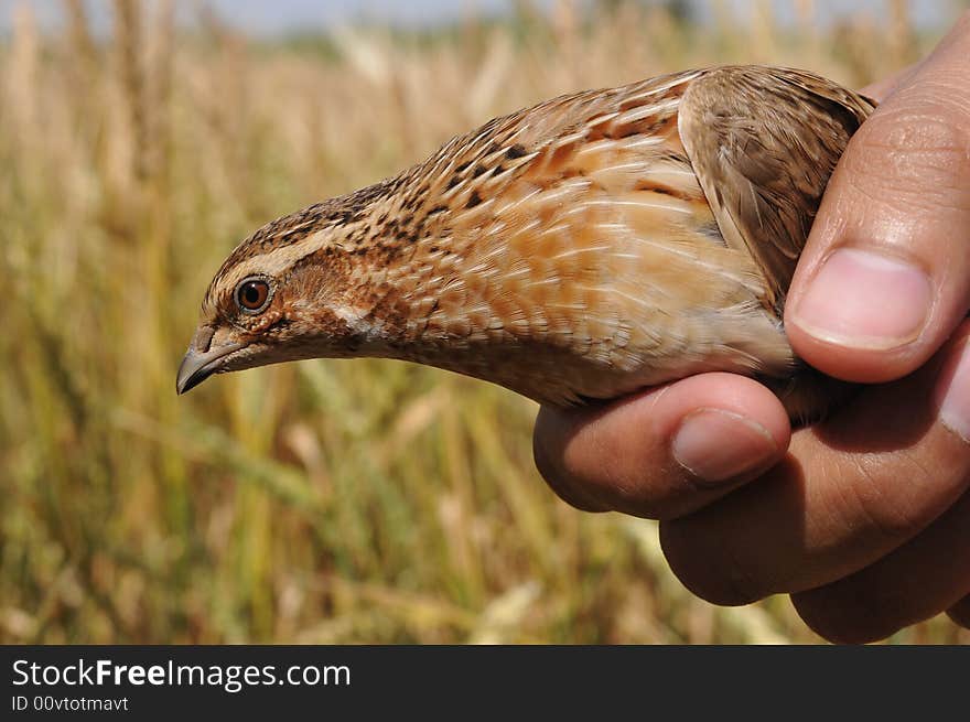 A bird in hand looking forward