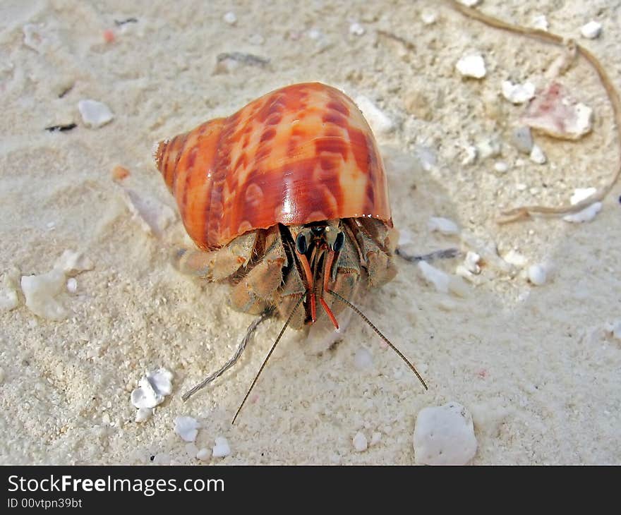 A maldivian pagurian in a red/orange shell while walking on the beach. A maldivian pagurian in a red/orange shell while walking on the beach