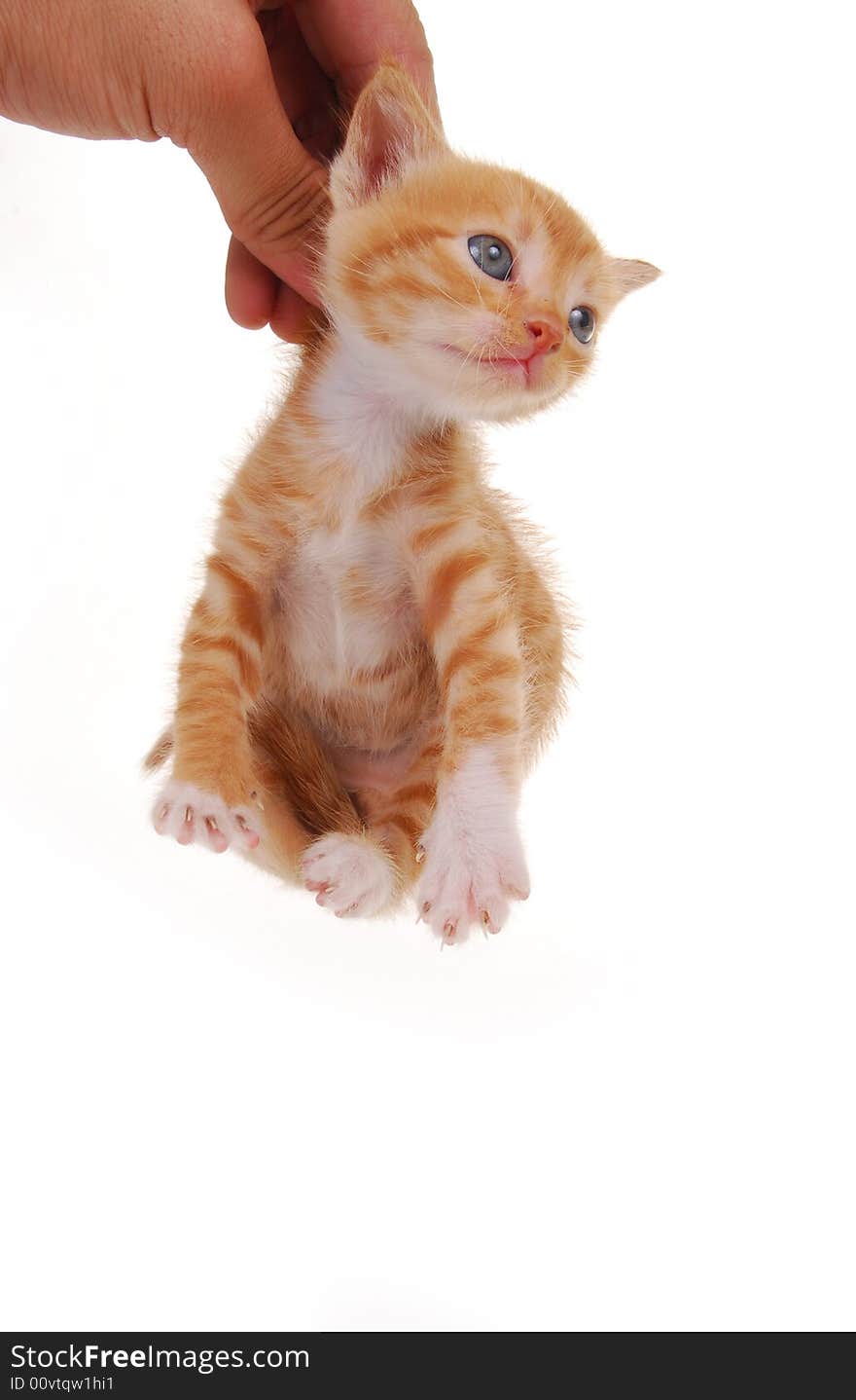 Kitten isoalated on a white background. Kitten isoalated on a white background