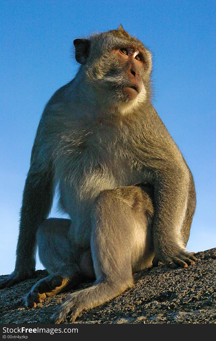 Monkey watching the suntet at uluwatu temple. Monkey watching the suntet at uluwatu temple