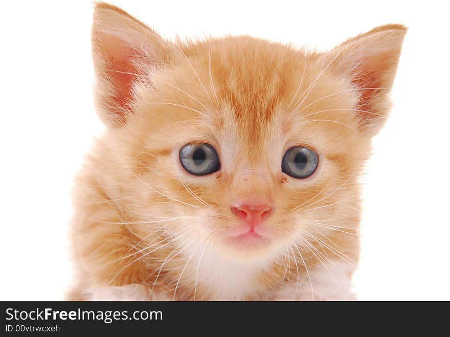 Kitten isoalated on a white background. Kitten isoalated on a white background