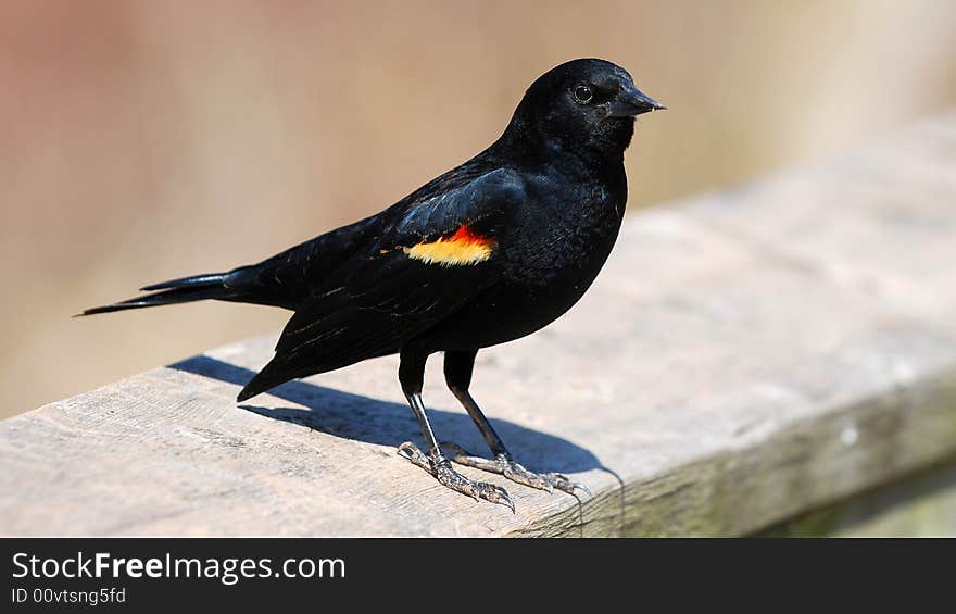 Red-winged Blackbird sitting on a railing. Taken near Burlington, Ontario, Canada.