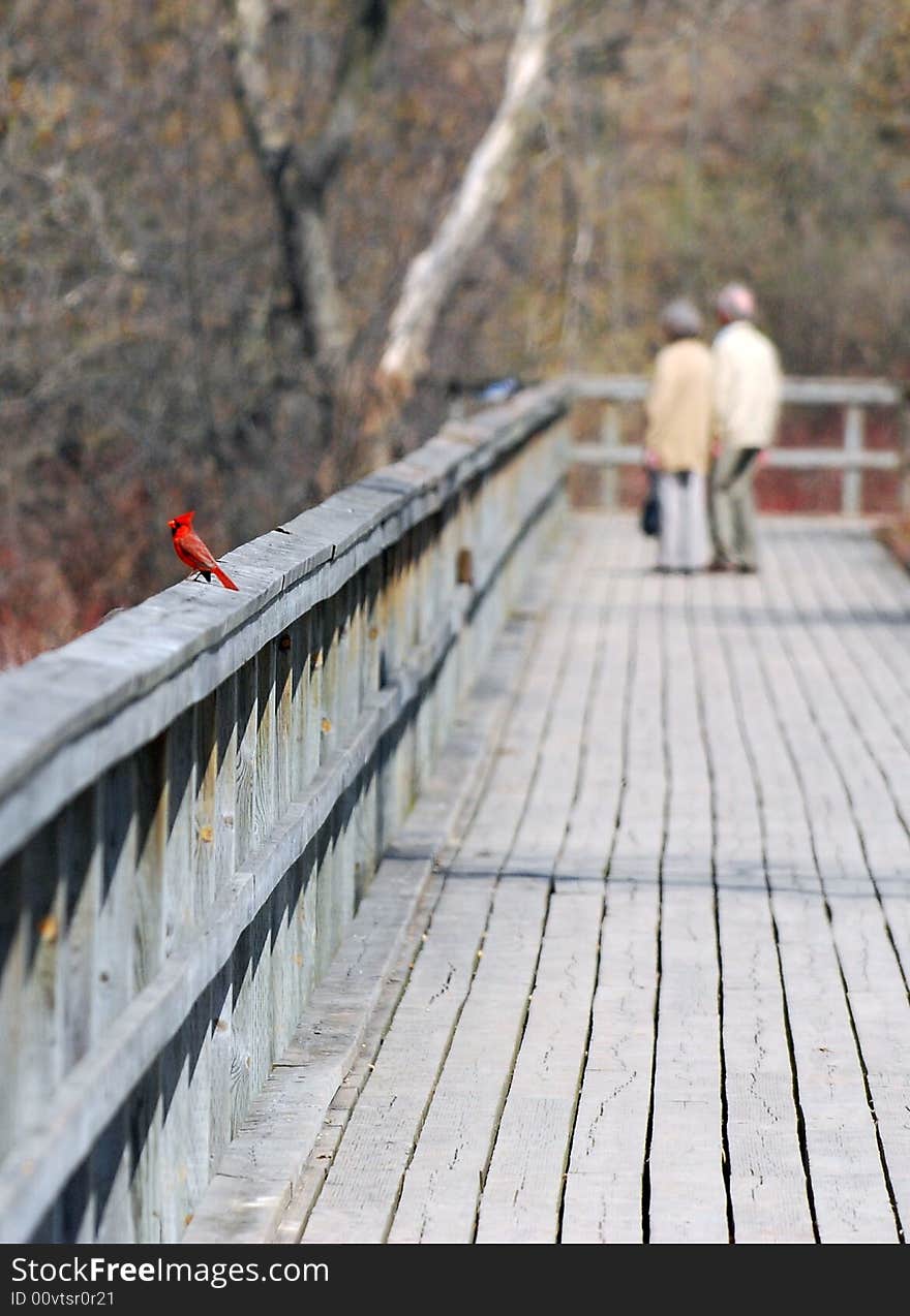 Northern Red Cardinal with brid watchers in the background