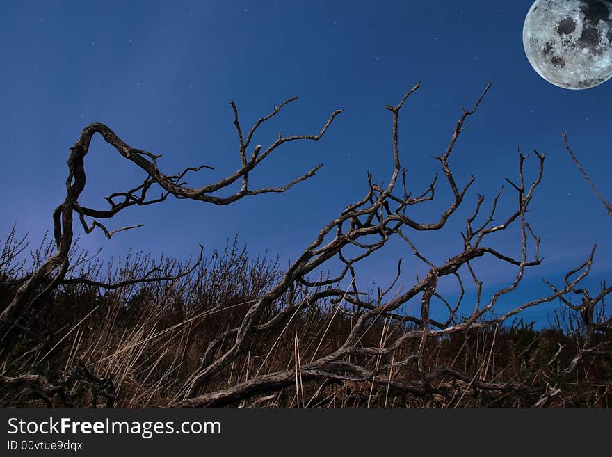 Barren twigs on the shore of lake carragh in county kerry ireland under moonlight. Barren twigs on the shore of lake carragh in county kerry ireland under moonlight