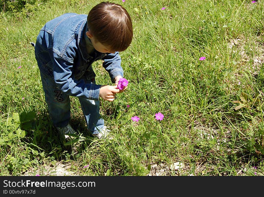 Boy Collecting Pink Flowerses