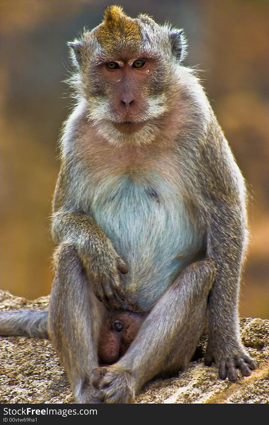 Funny monkey staring at camera, bali, indonesia