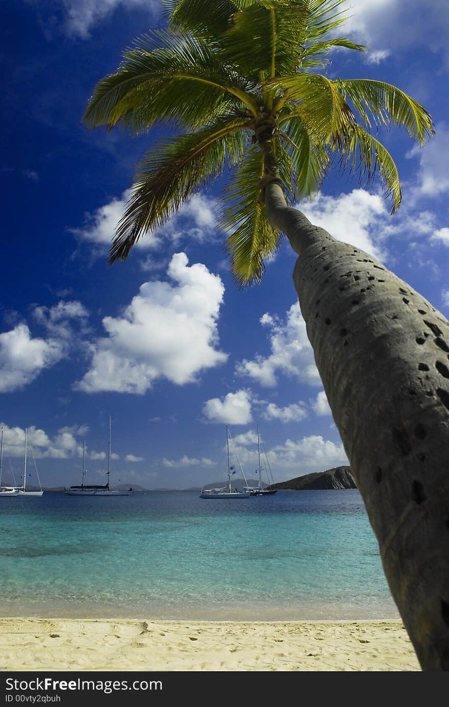 Palm tree, Tropical, Ocean View, Blue skies. Palm tree, Tropical, Ocean View, Blue skies