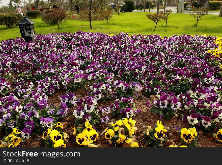 Flowers garden