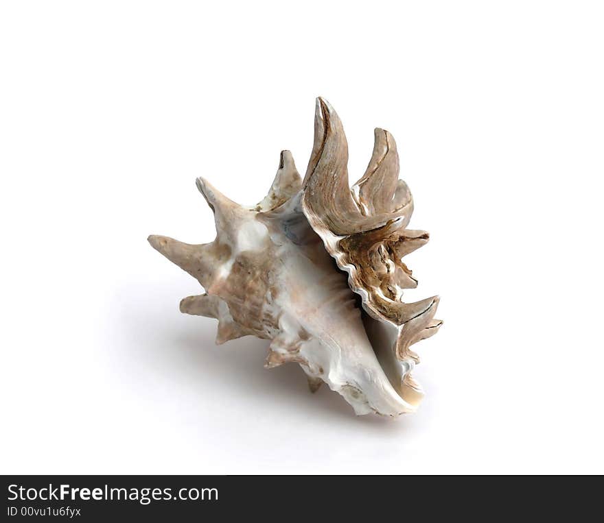 Marine shell from red sea isolated over white. Marine shell from red sea isolated over white